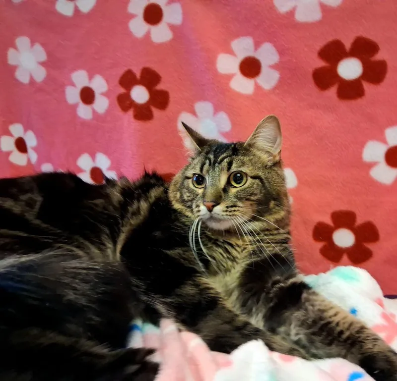 Littlefoot thumbnail 2