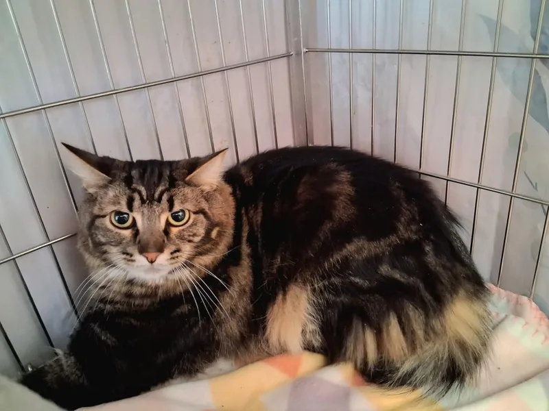 Littlefoot thumbnail 3