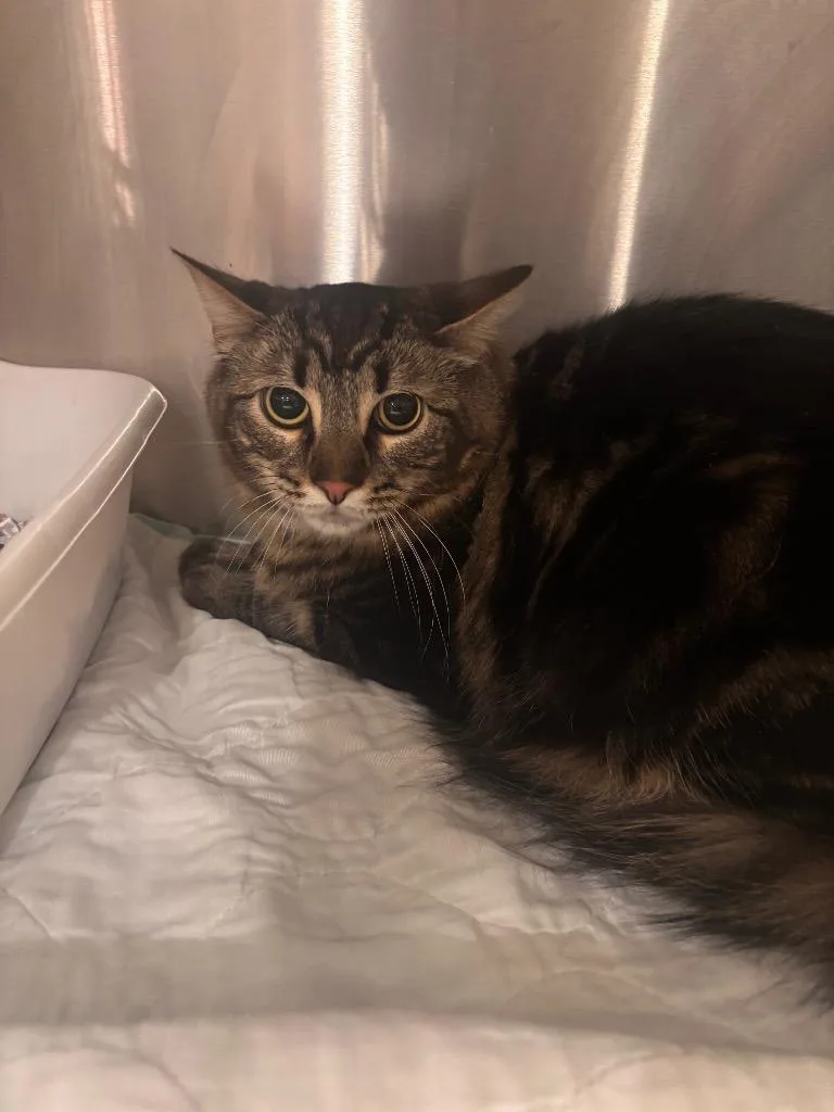 Littlefoot thumbnail 4