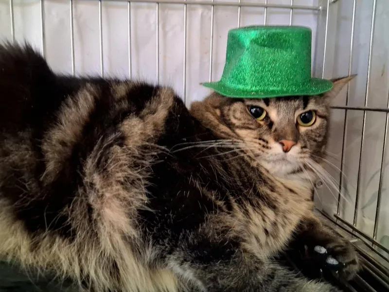 Littlefoot thumbnail 5