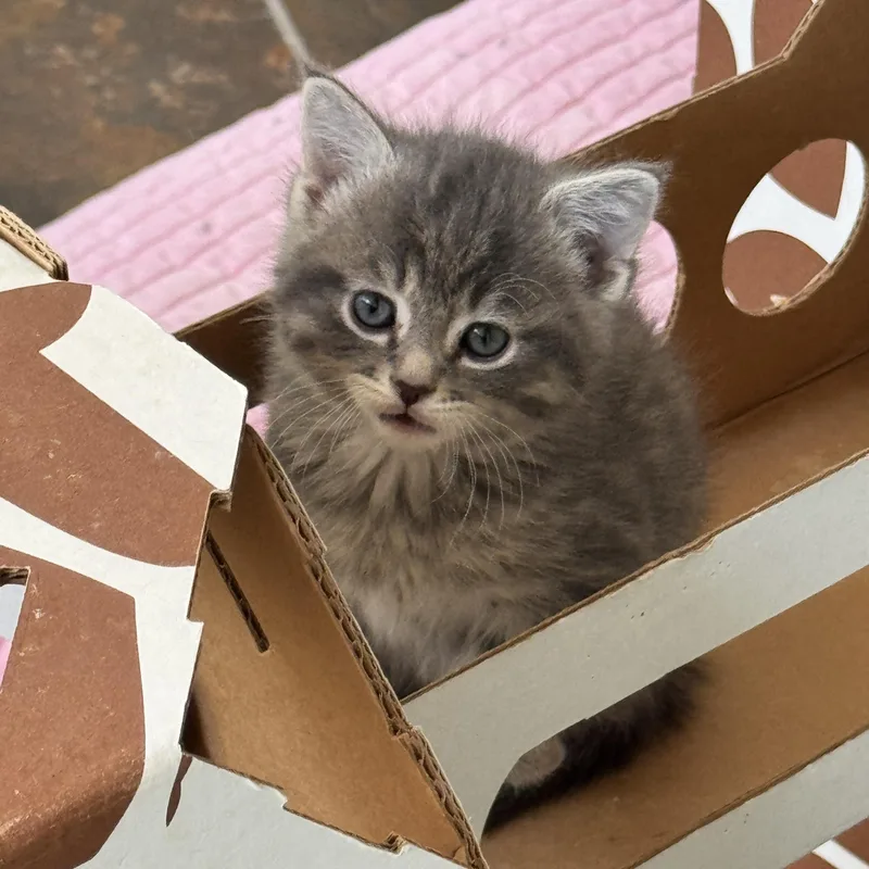 A baby medium-sized female Tabby (Gray / Blue / Silver) Domestic Medium Hair cat named Buckley for adoption in Milwaukee, WI