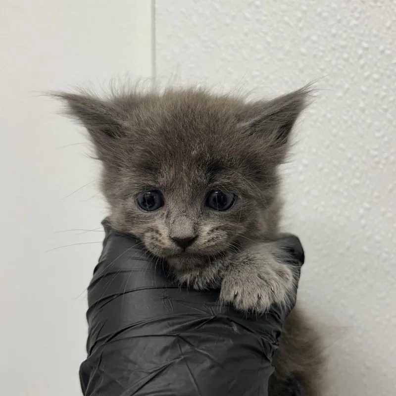 A baby small-sized female Gray / Blue / Silver Domestic Medium Hair cat named Ivy for adoption in Abilene, TX