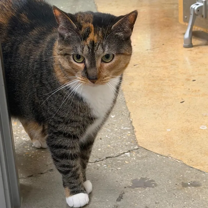 An adult large-sized female Domestic Short Hair cat named KitKat for adoption in Jessup, MD