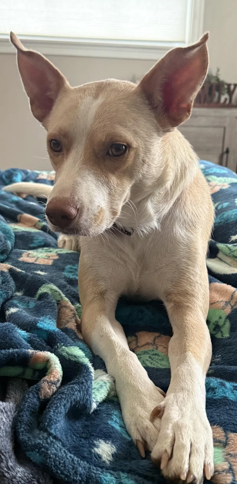 An adult medium-sized female Australian Shepherd dog named Annabelle for adoption in Whiting, NJ