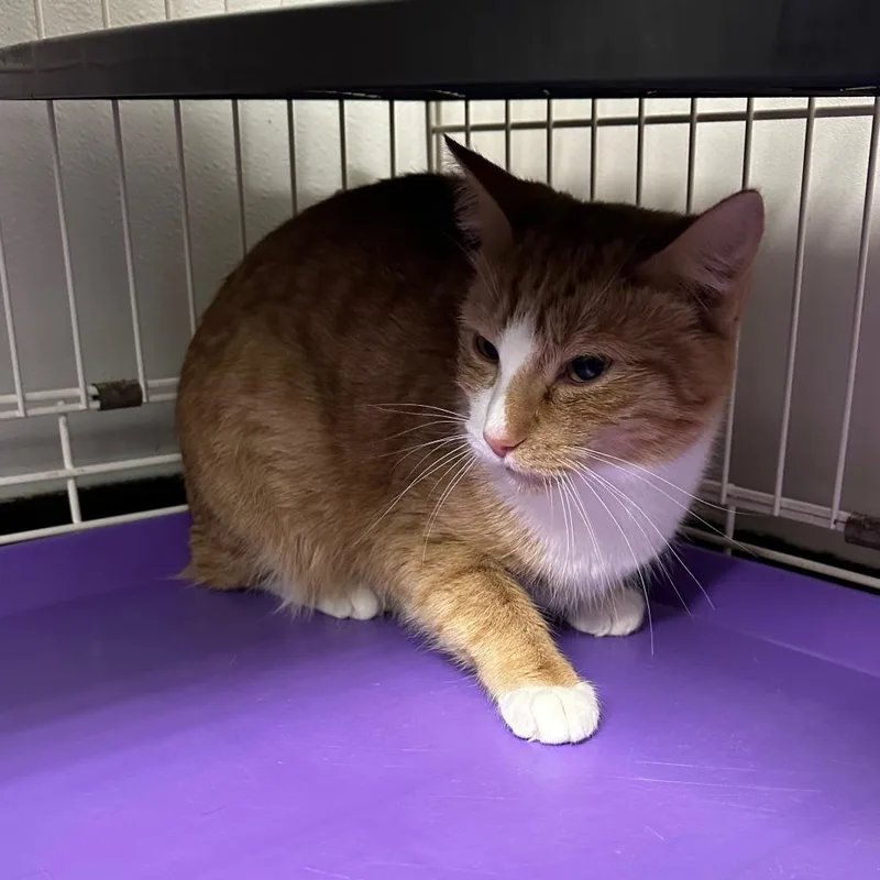 Whiskers thumbnail 2