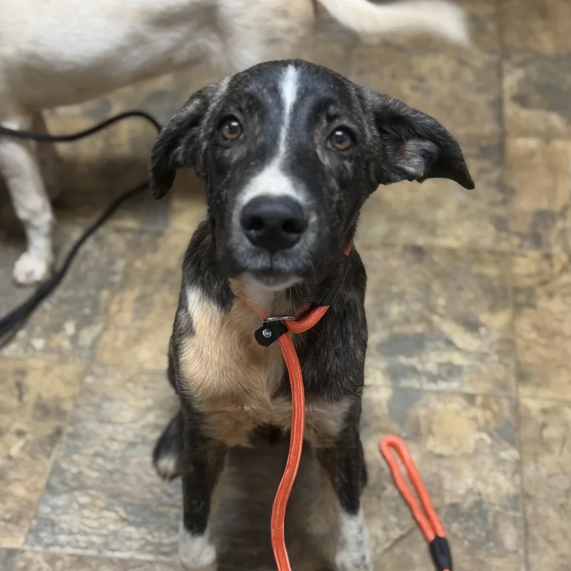 A young medium-sized male White / Cream Mixed Breed dog named Marcellus for adoption in Columbia, SC