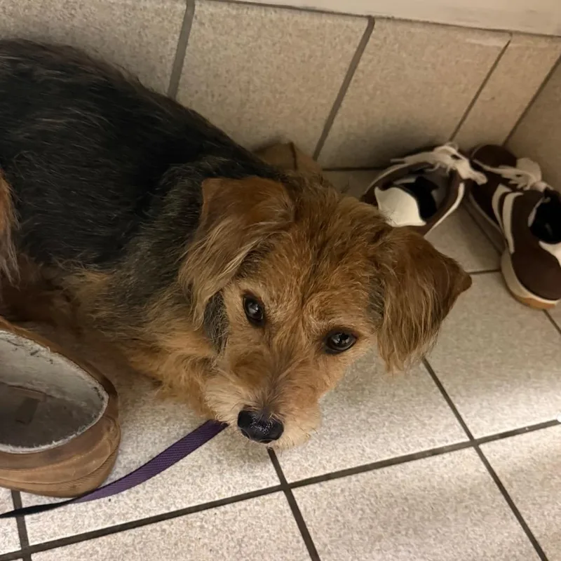 A senior small-sized male Black Mixed Breed dog named Bobo for adoption in Charleston, WV