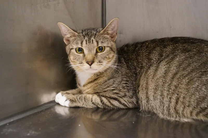 An adult medium-sized female Tabby (Brown / Chocolate) Tabby cat named Tigger for adoption in New Milford, CT