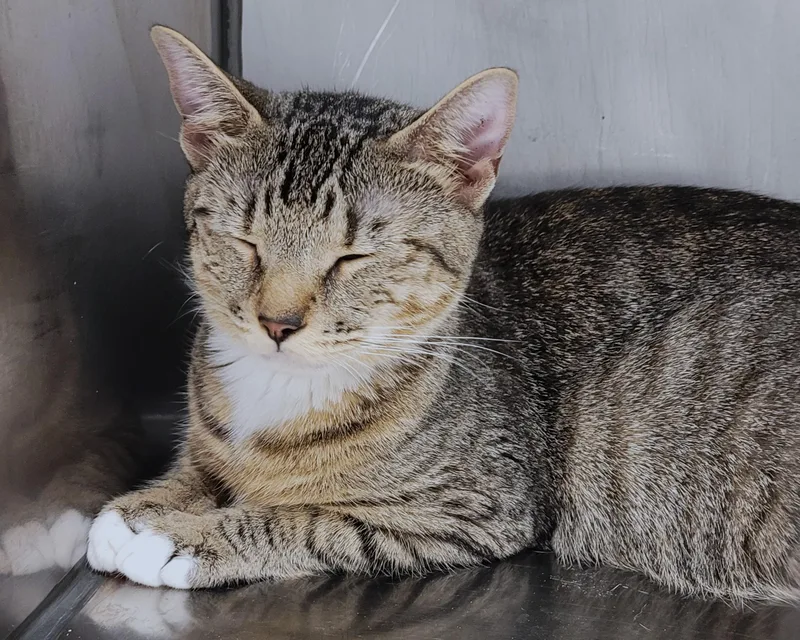 Tigger thumbnail 3