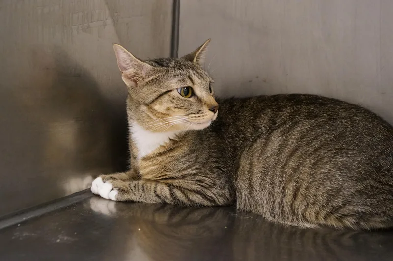 Tigger thumbnail 5