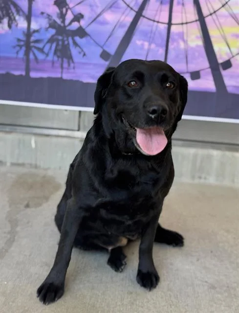 An adult medium-sized female Labrador Retriever dog named Sophie for adoption in Riverside, CA