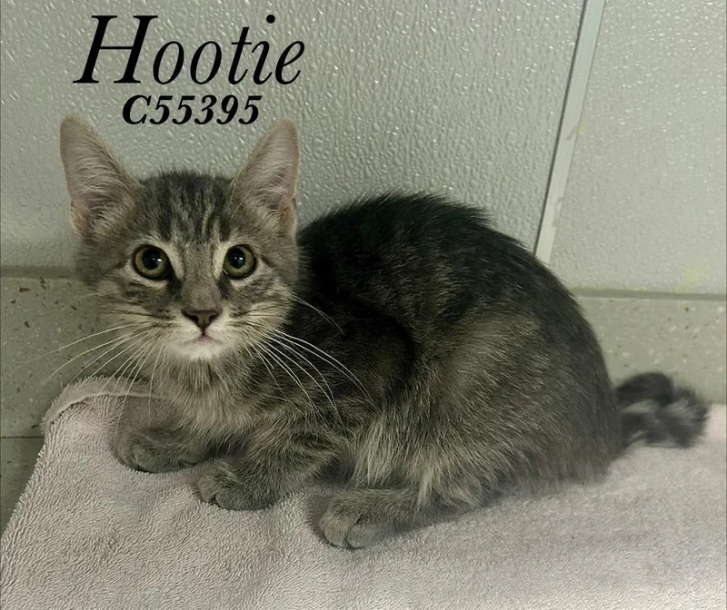 Hootie