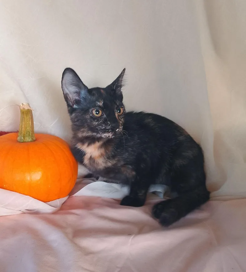 A baby medium-sized female Domestic Short Hair cat named Polly for adoption in Thorofare, NJ