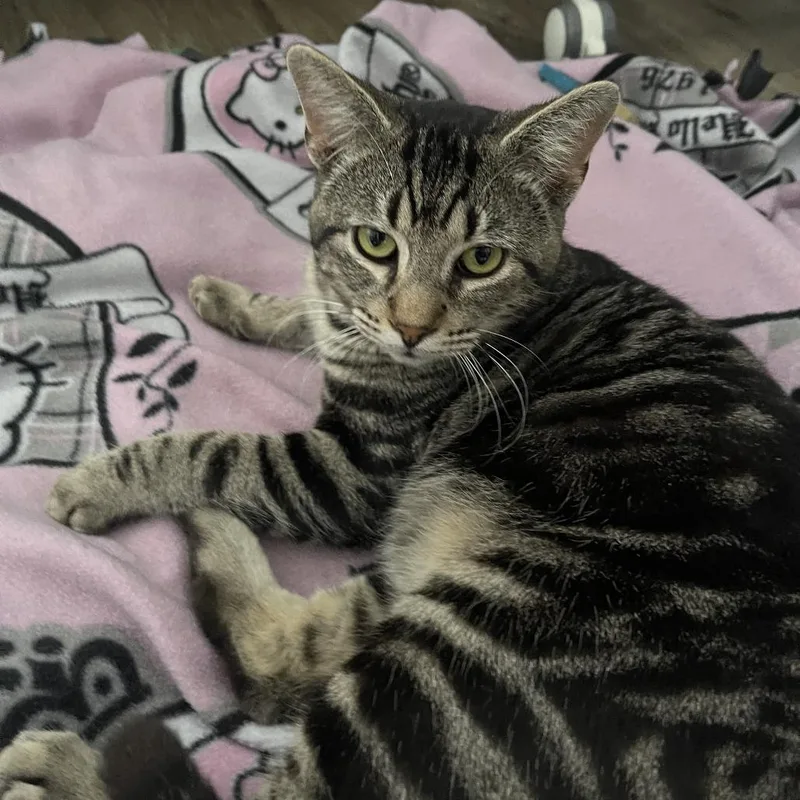 An adult large-sized male Tabby (Brown / Chocolate) Domestic Short Hair cat named Atlas for adoption in Houston, TX