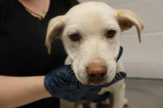 A baby small-sized male Mixed Breed dog named Happy for adoption in Columbia, SC