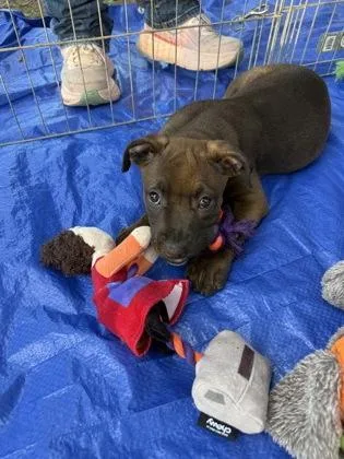 A baby medium-sized female Terrier dog named Colette for adoption in Picayune, MS
