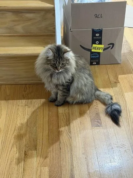An adult medium-sized male Domestic Medium Hair cat named Fluffy for adoption in Staten Island, NY