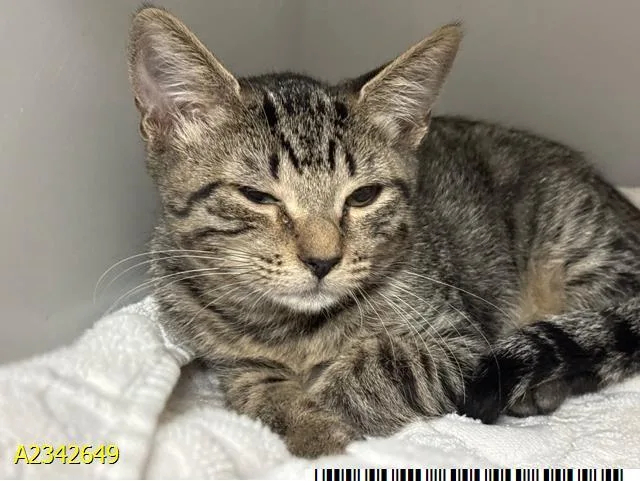 A baby small-sized female Domestic Short Hair cat named Peaches for adoption in West Palm Beach, FL