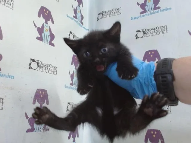 A baby small-sized female Domestic Short Hair cat named Astrid for adoption in Orlando, FL