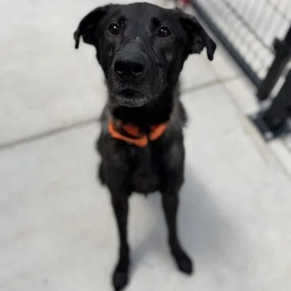 A young medium-sized male Mixed Breed dog named Hercules for adoption in Janesville, WI