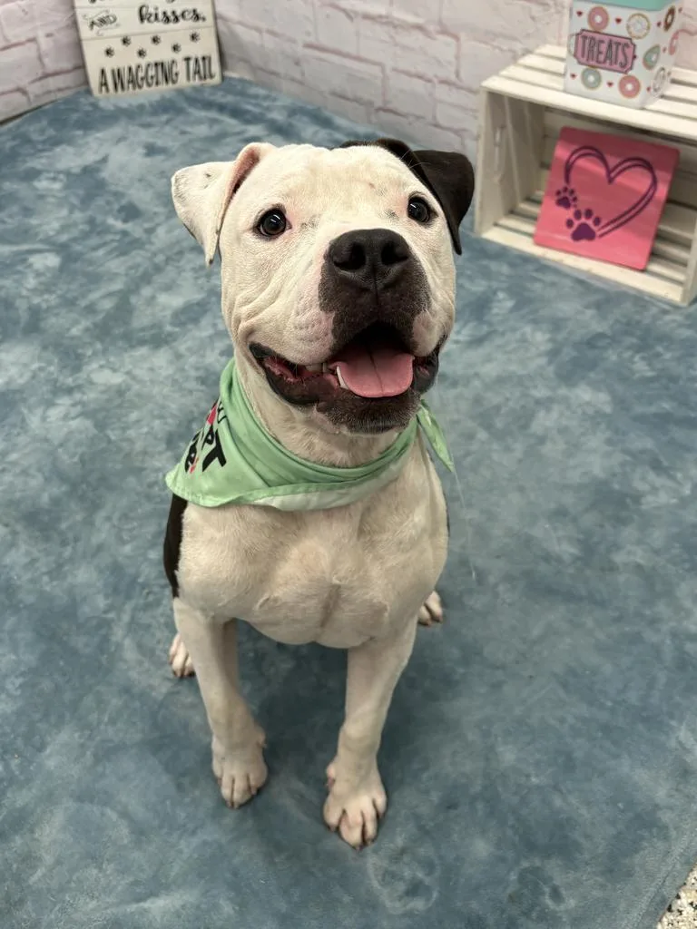A young medium-sized male Mixed Breed dog named Buddenberg for adoption in Detroit, MI