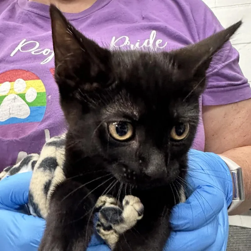 A baby small-sized female Black Domestic Short Hair cat named Asp for adoption in Evansville, IN