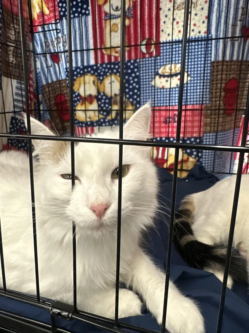 Fleur And Angel thumbnail 2