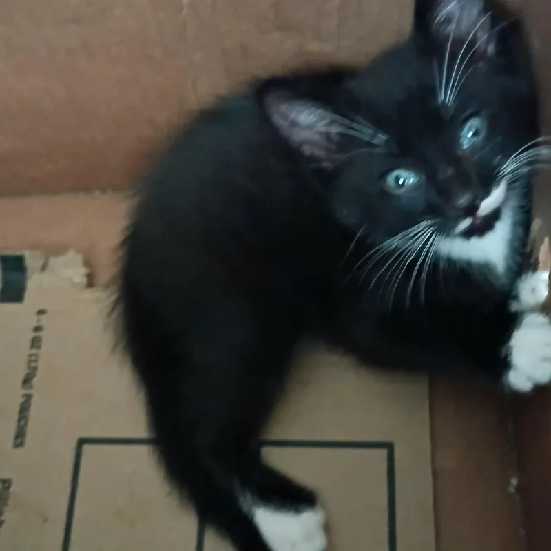 A baby small-sized male Black & White / Tuxedo Domestic Short Hair cat named Chip for adoption in Marlette, MI