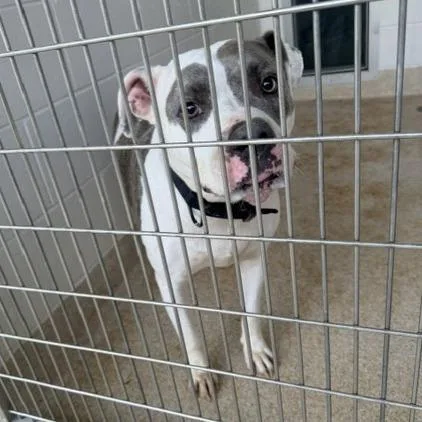 An adult large-sized female Pit Bull Terrier dog named Grace for adoption in Horn Lake, MS