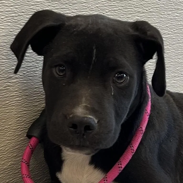 A baby medium-sized male Black Mixed Breed dog named 112380 for adoption in Las Cruces, NM
