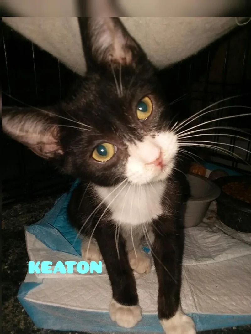 A baby small-sized male Black Domestic Short Hair cat named Keaton for adoption in Shrewsbury, MA