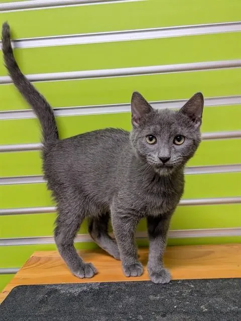A baby small-sized male Domestic Short Hair cat named Grover for adoption in Saint Peters, MO