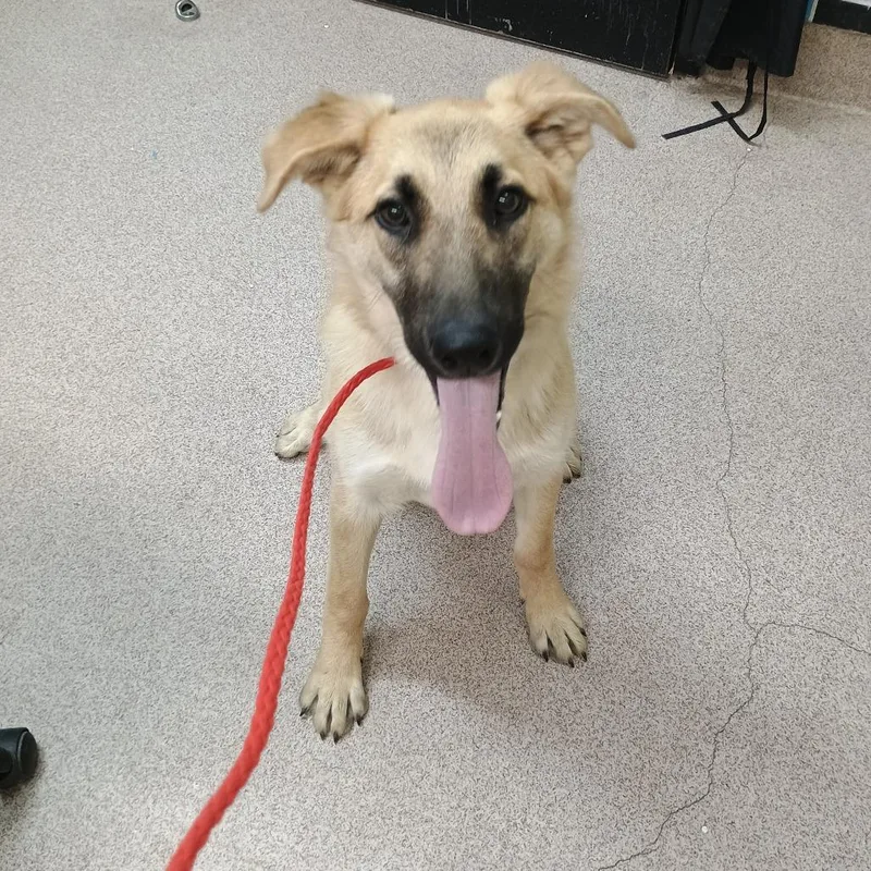 A young medium-sized male Brown / Chocolate Shepherd dog named Hansel for adoption in Ardmore, OK