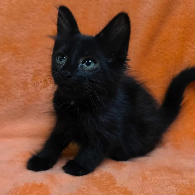 A baby medium-sized male Domestic Medium Hair cat named Blaze for adoption in Graham, WA