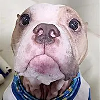 Cookie URGENT