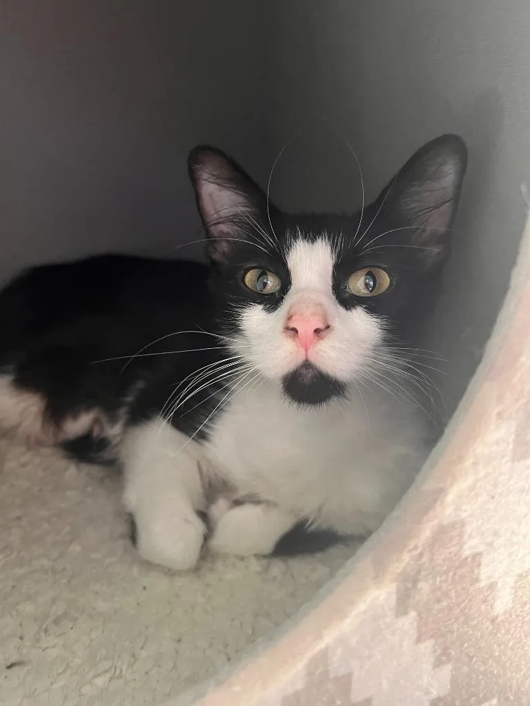 A young medium-sized female Domestic Long Hair cat named Janice for adoption in San Antonio, TX