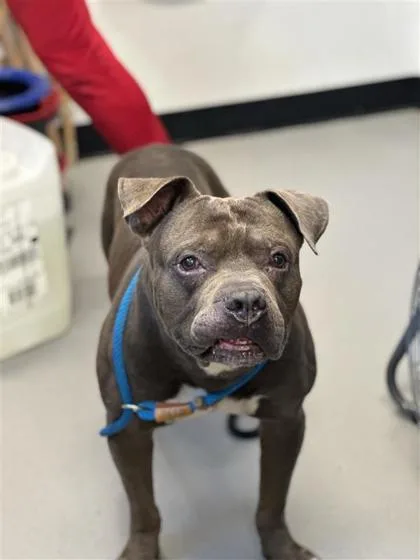 An adult large-sized male Mixed Breed dog named Eeyore for adoption in West Chester, PA