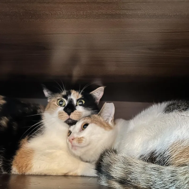 A young small-sized female Calico Domestic Short Hair cat named Bondi for adoption in Tustin, CA
