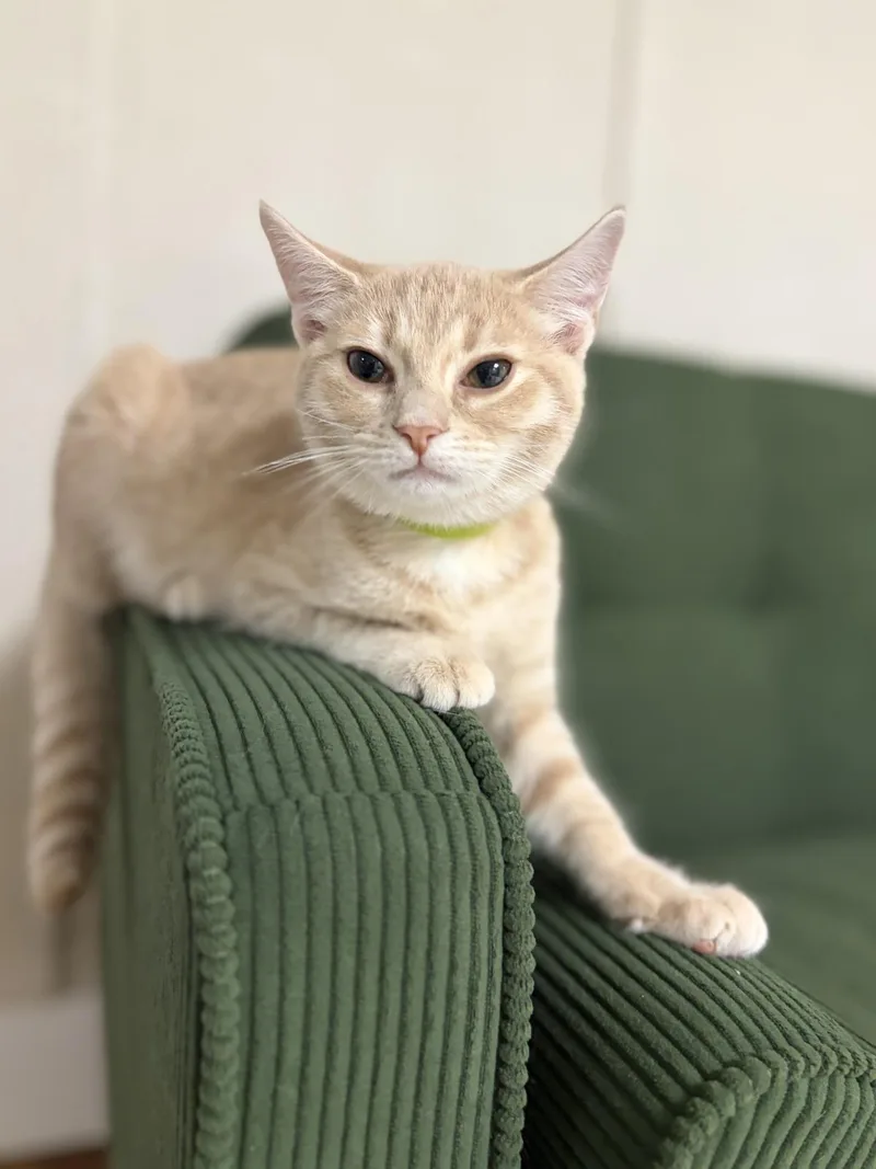 A baby medium-sized female Tabby (Buff / Tan / Fawn) Domestic Short Hair cat named Bandit for adoption in Greensburg, PA