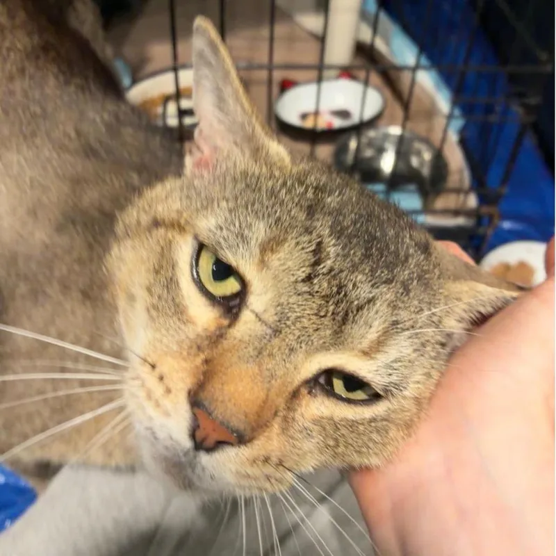 A young small-sized male Brown / Chocolate Domestic Short Hair cat named Bruce Willis for adoption in Abingdon, MD