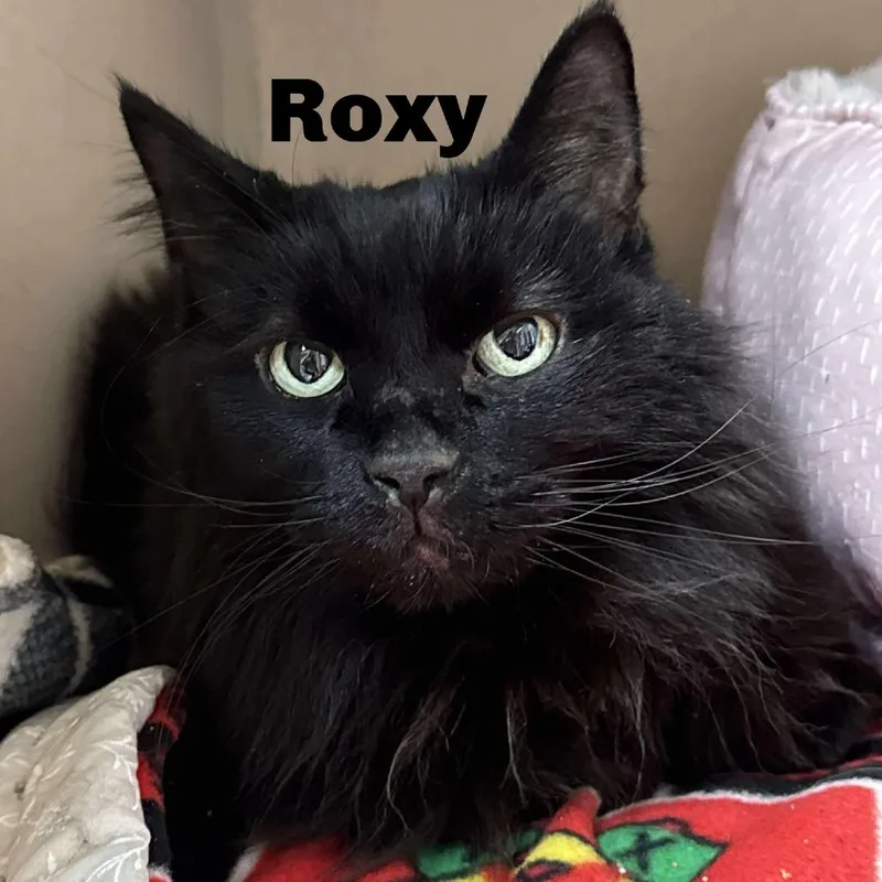 Roxy