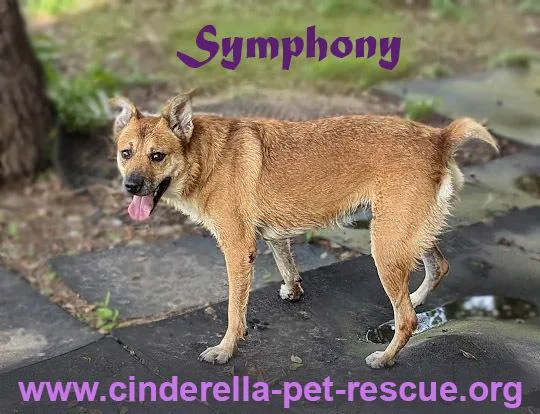 Symphony thumbnail 5