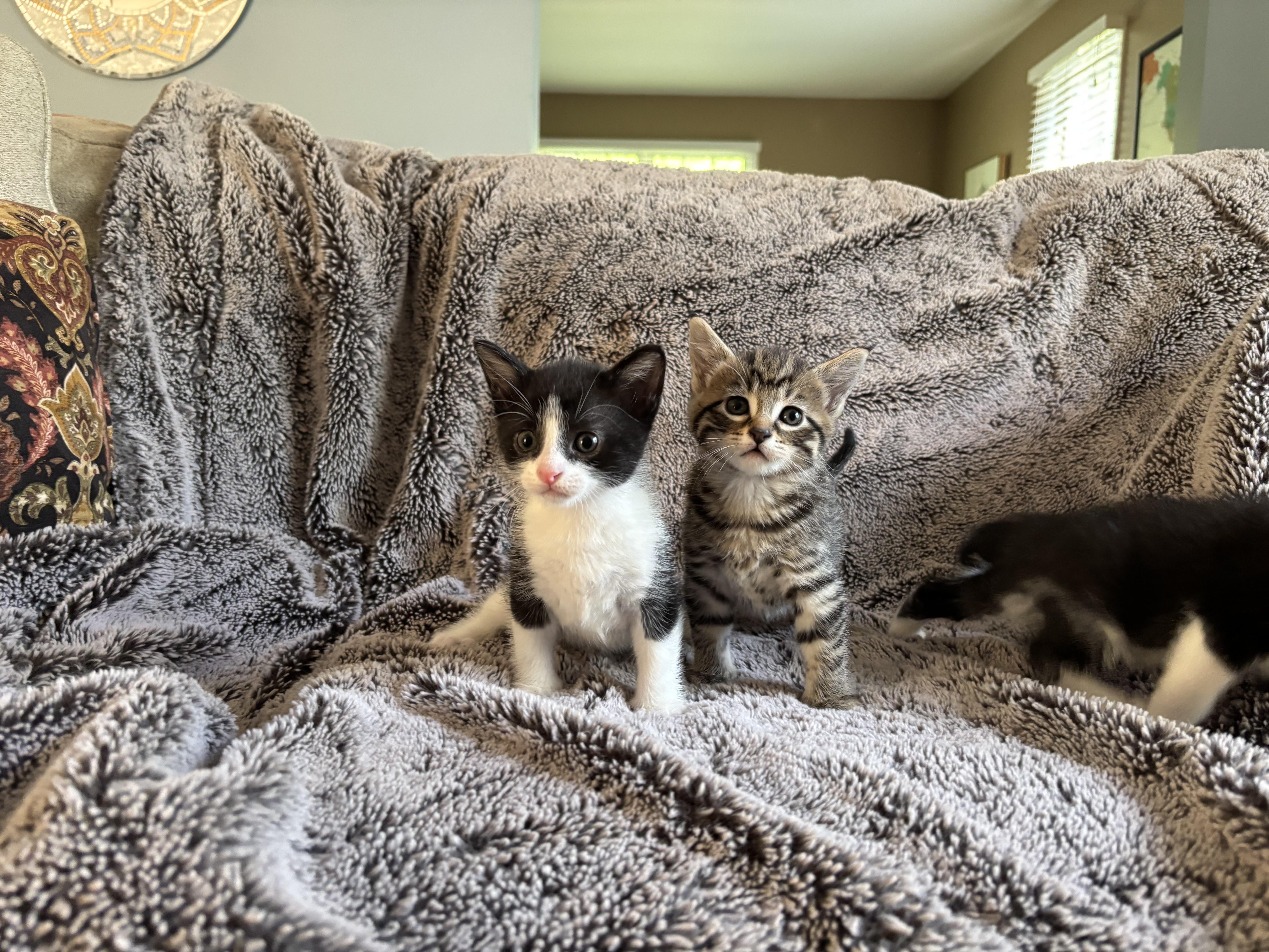 A baby medium-sized male Black & White / Tuxedo Tuxedo cat named Finn for adoption in Wadsworth, IL
