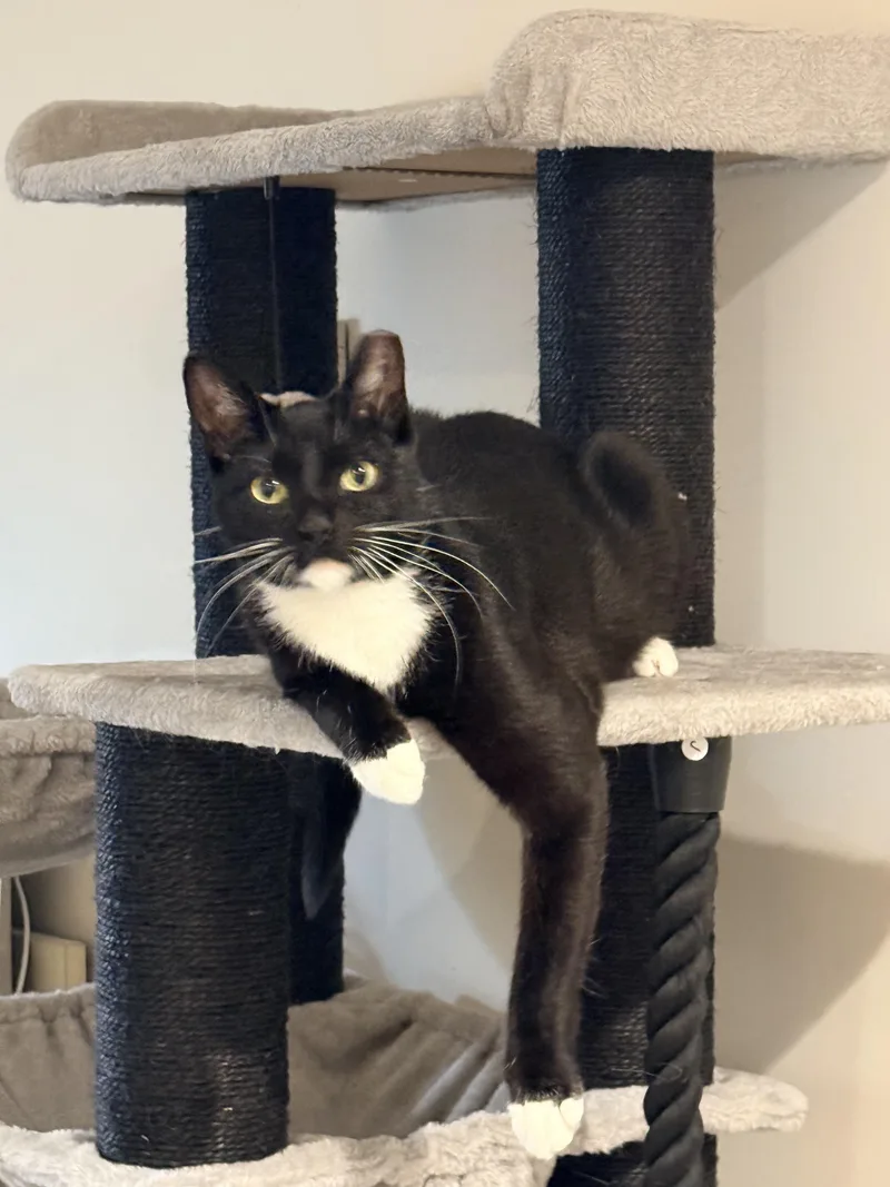 A young medium-sized female Black & White / Tuxedo Domestic Short Hair cat named Sadie for adoption in Staten Island, NY
