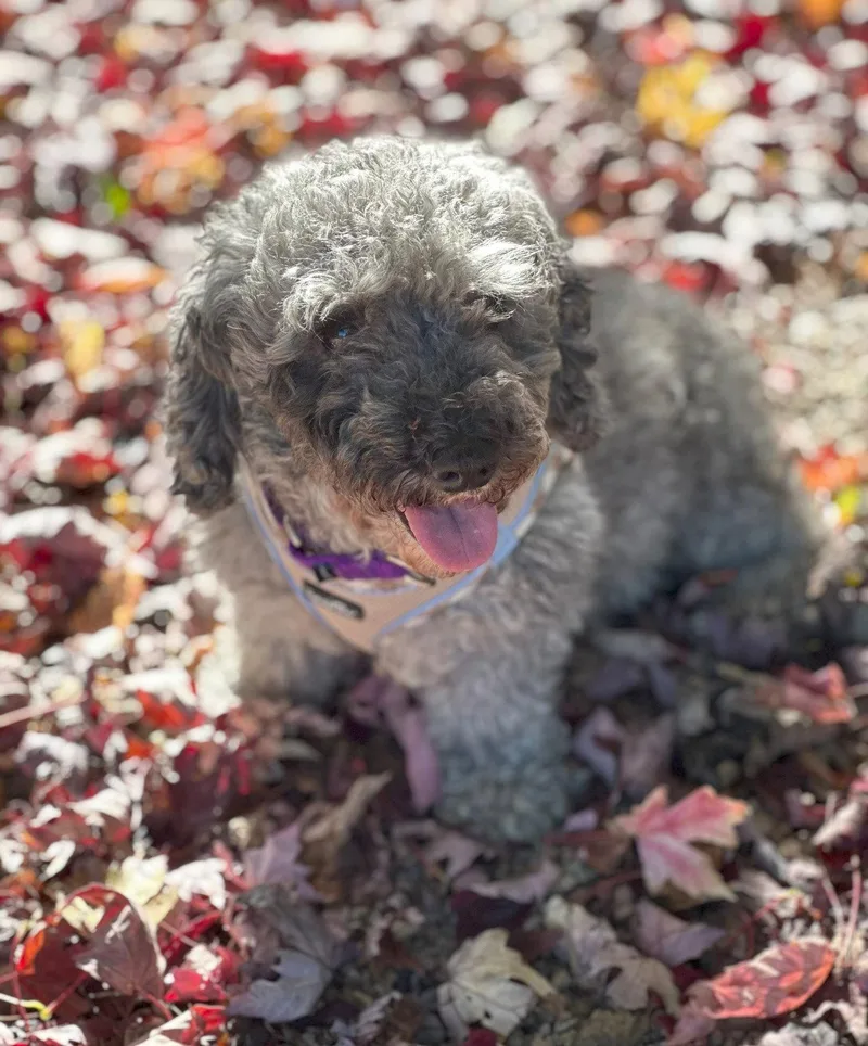 An adult small-sized female Poodle dog named Ella for adoption in Wheaton, IL