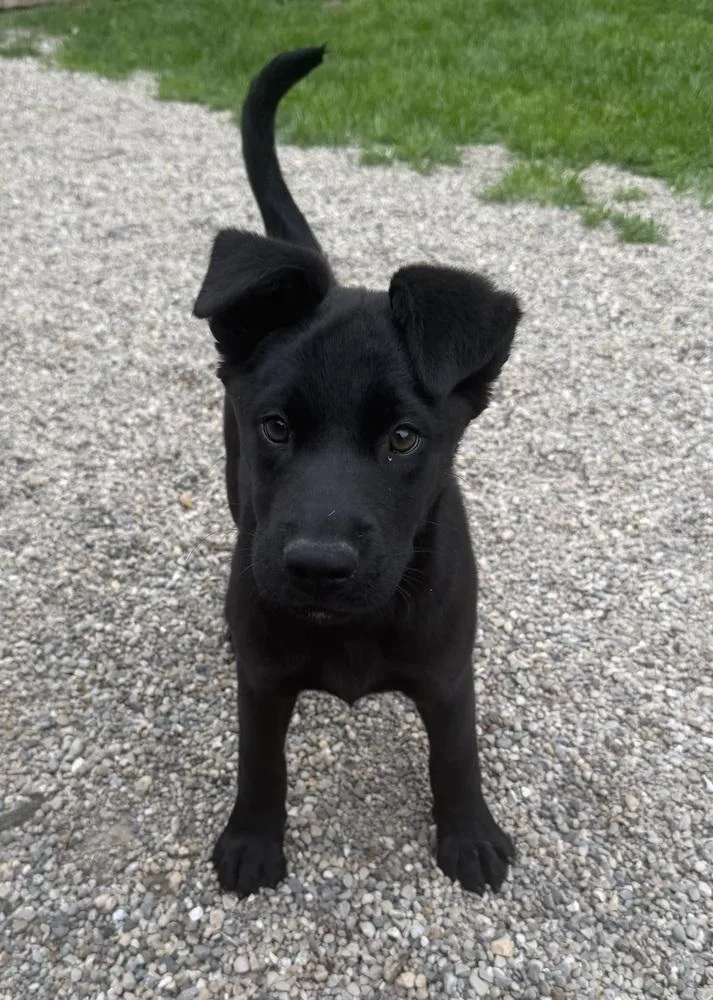 A baby large-sized male Black Labrador Retriever dog named Sirius for adoption in Columbus, OH