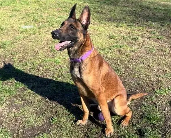 An adult large-sized male Belgian Shepherd / Malinois dog named Astro for adoption in Coupeville, WA