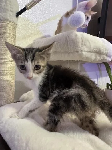 A baby small-sized male Tabby (Brown / Chocolate) Domestic Short Hair cat named Scott for adoption in Liverpool, TX