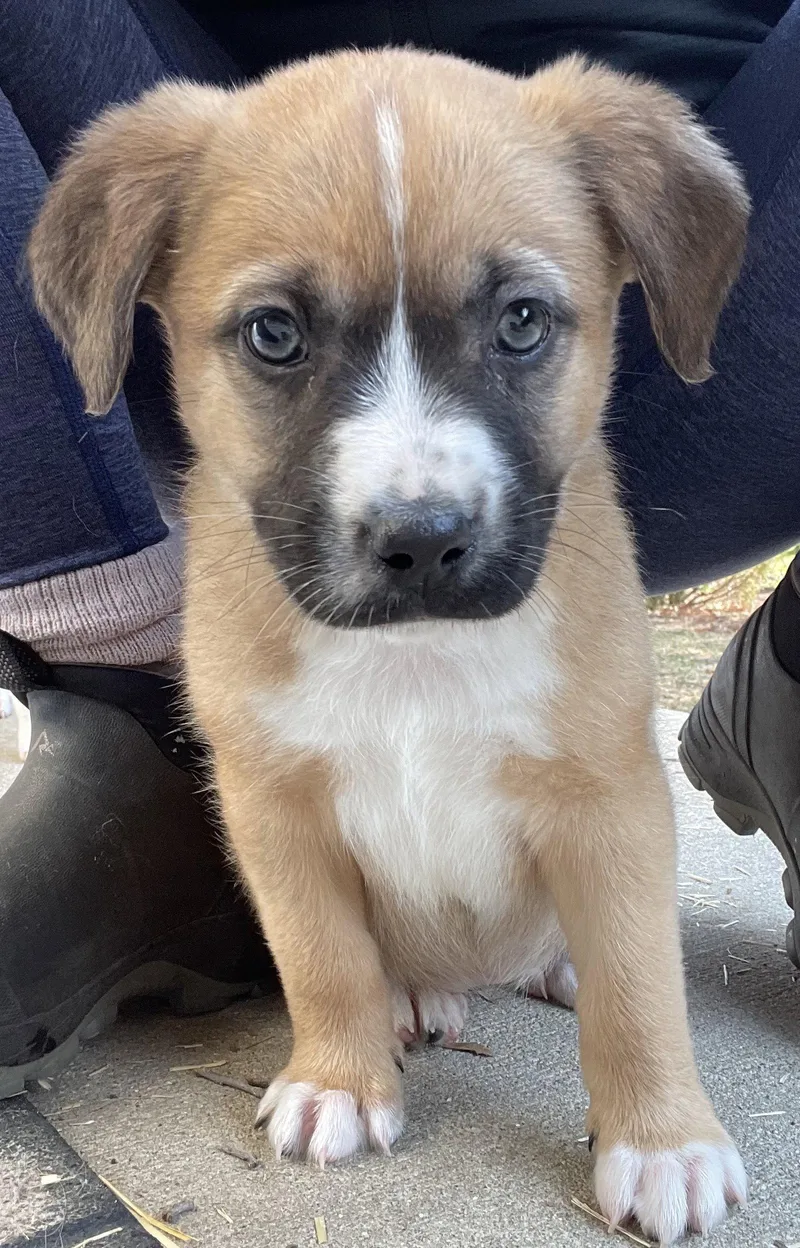 A baby large-sized female Shepherd dog named Penne Lane for adoption in Island Lake, IL