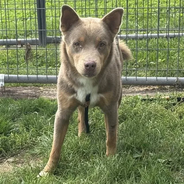 A young large-sized male Siberian Husky dog named Bullet for adoption in Pueblo, CO